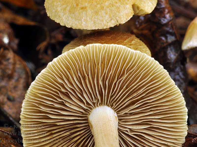 Inocybe hirtella Mandeltrevlesopp Mandulaillatú susulyka