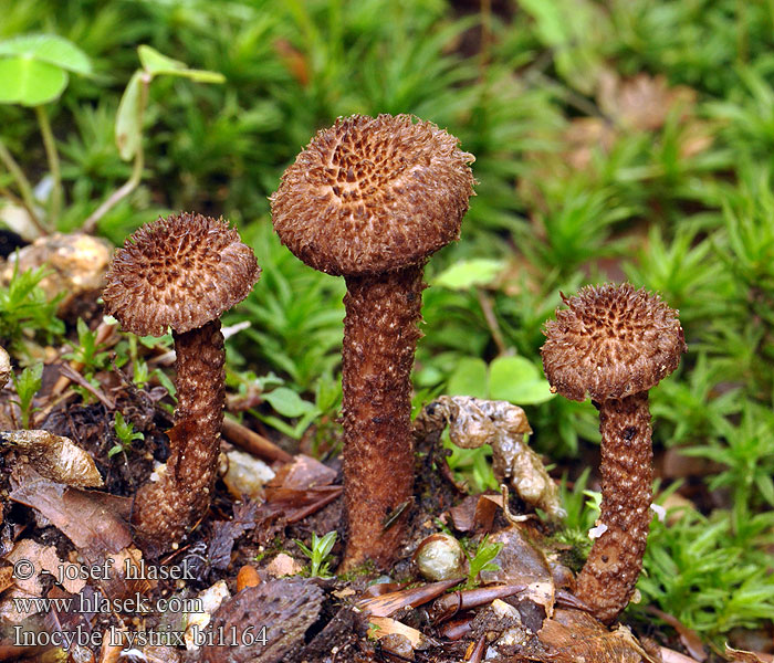 Inocybe hystrix Vláknice štětinatá Krumskællet Trævlhat Siilirisakas Inocybe hérissé Schubbige vezelkop Sparriger Risspilz Spisskjellet trevelopp Strzępiak jeżowaty Vláknica štetinatá Piggtåding