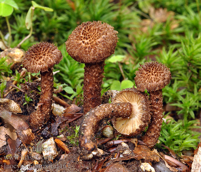 Siilirisakas Inocybe hérissé Schubbige vezelkop Sparriger Risspilz Spisskjellet trevelopp Strzępiak jeżowaty Vláknica štetinatá Piggtåding Inocybe hystrix Vláknice štětinatá Krumskællet Trævlhat