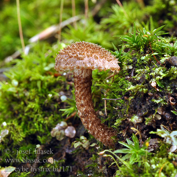 Sparriger Risspilz Spisskjellet trevelopp Strzępiak jeżowaty Vláknica štetinatá Piggtåding Inocybe hystrix Vláknice štětinatá Krumskællet Trævlhat Siilirisakas Inocybe hérissé Schubbige vezelkop