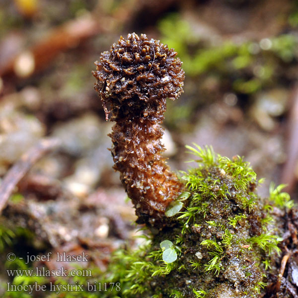 Inocybe hystrix bi1178