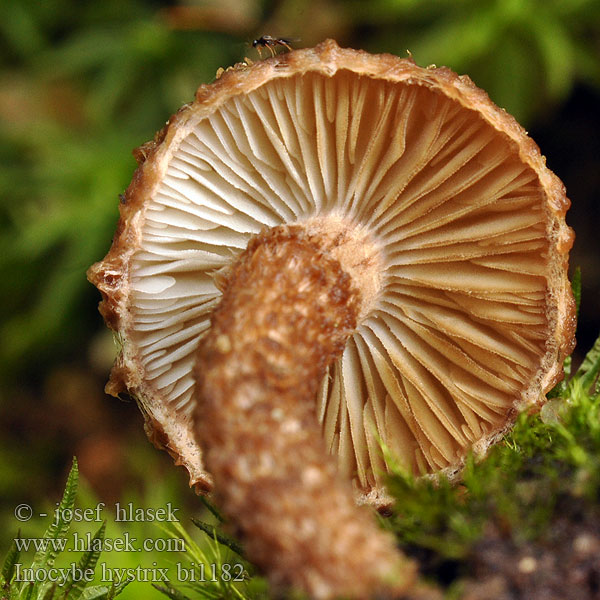 Inocybe hystrix bi1182