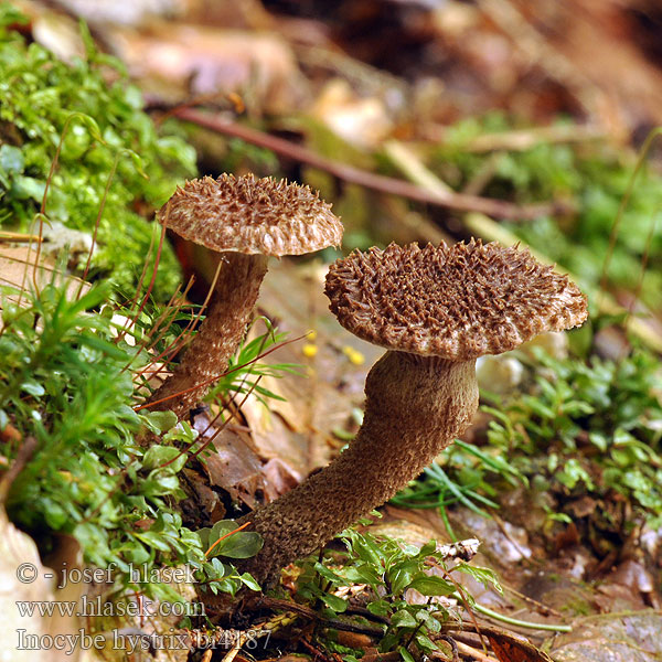 Inocybe hérissé Schubbige vezelkop Sparriger Risspilz Spisskjellet trevelopp Strzępiak jeżowaty Vláknica štetinatá Piggtåding Inocybe hystrix Vláknice štětinatá Krumskællet Trævlhat Siilirisakas