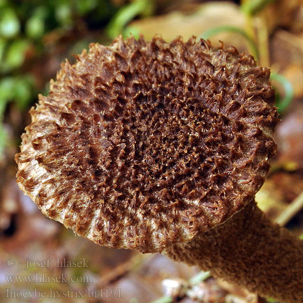 Inocybe hystrix bi4191