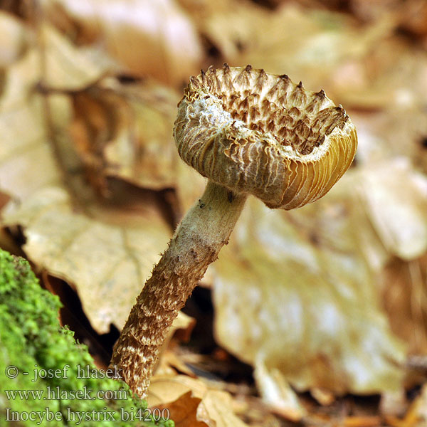 Strzępiak jeżowaty Vláknica štetinatá Piggtåding Inocybe hystrix Vláknice štětinatá Krumskællet Trævlhat Siilirisakas Inocybe hérissé Schubbige vezelkop Sparriger Risspilz Spisskjellet trevelopp