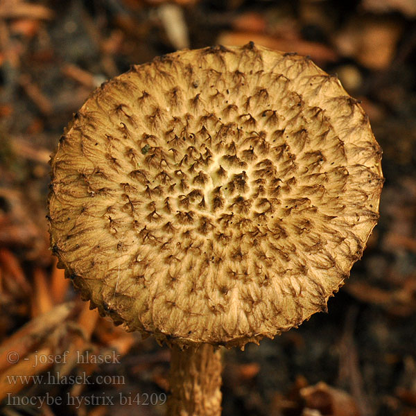 Inocybe hystrix Inocybe hérissé Schubbige vezelkop Sparriger Risspilz Spisskjellet trevelopp Strzępiak jeżowaty Vláknica štetinatá Piggtåding Vláknice štětinatá Krumskællet Trævlhat Siilirisakas