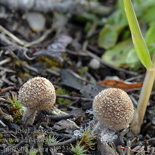 Inocybe lacera Vláknice plsťovitá Spindelsporiger Risspilz