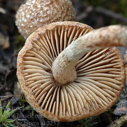 Inocybe lacera ak2257