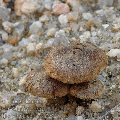 Inocybe lacera ak2272