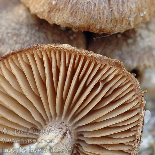 Inocybe lacera ak2283