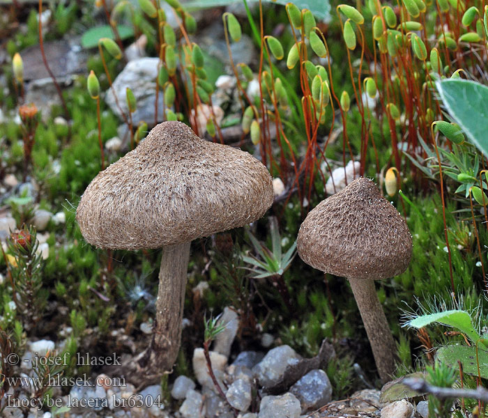 Inocybe lacera Vláknice plsťovitá Torn Fibrecap