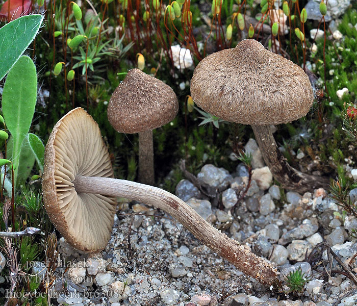 Inocybe lacera Spindelsporiger Risspilz Zandpadvezelkop