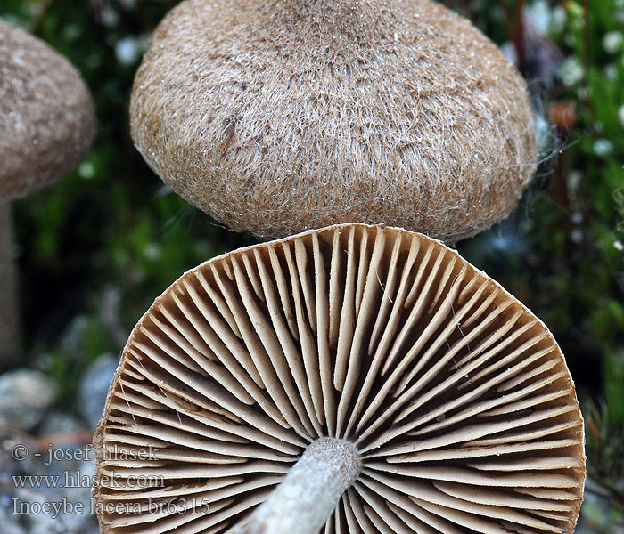 Inocybe lacera Strzępiak poszarpany Волоконница разорванная