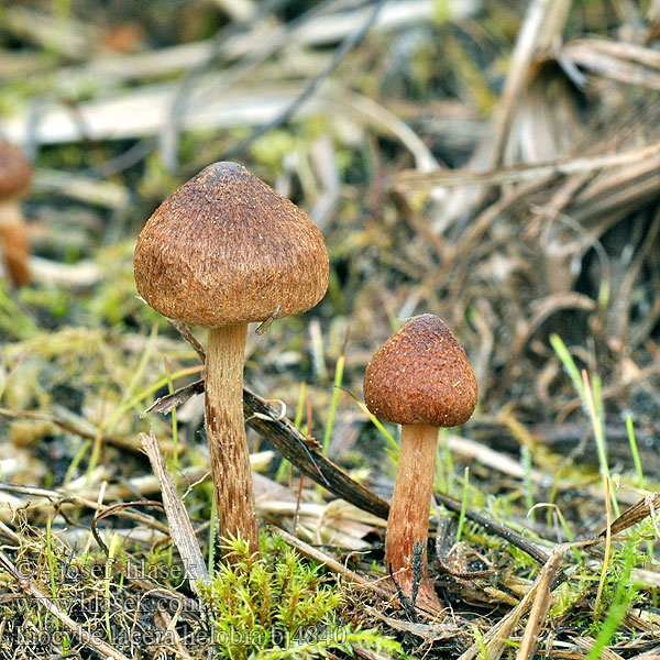 Inocybe lacera helobia bj4840