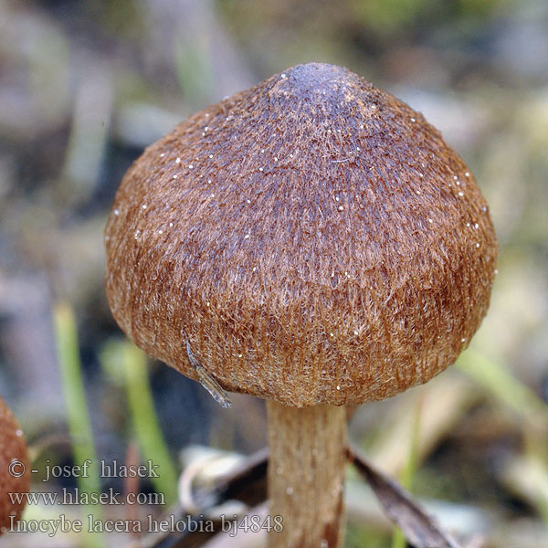 Inocybe lacera helobia bj4848