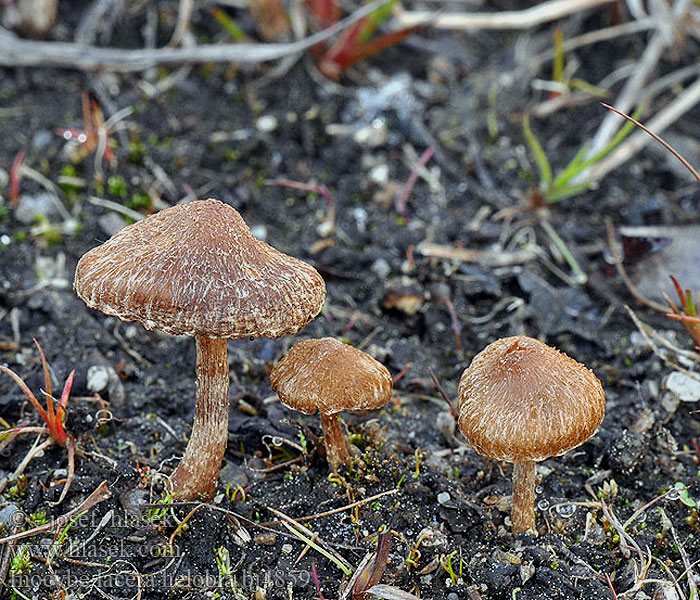 Inocybe lacera helobia bj4859