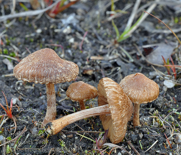 Inocybe lacera helobia bj4861