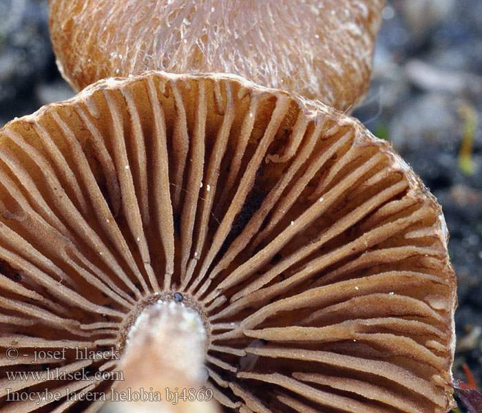 Inocybe lacera helobia bj4869