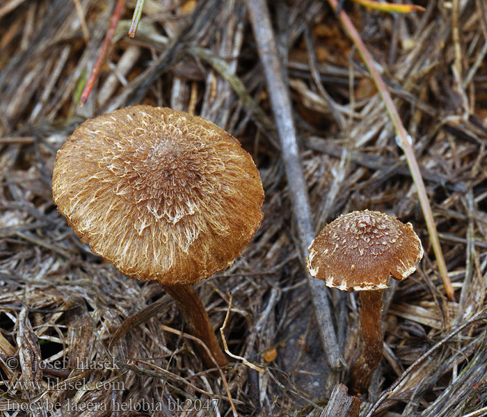 Spindelsporiger Risspilz Torn Fibrecap Laset trævlhat Polkurisakas Zandpadvezelkop クロトマヤタケ Sandtrevlesopp Strzępiak poszarpany Волоконница разорванная Vláknica plstnatá Mörktråding Inocybe lacera helobia Vláknice plsťovitá