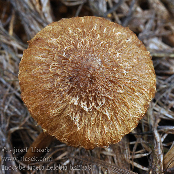 Inocybe lacera helobia bk2058