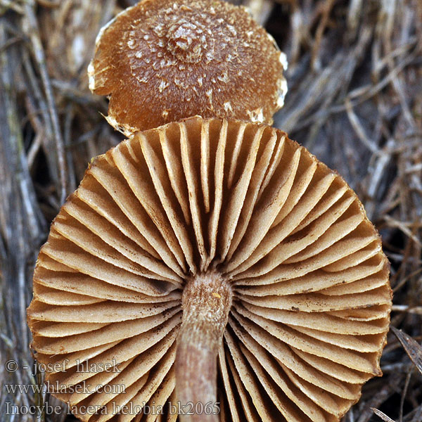 Inocybe lacera helobia bk2065