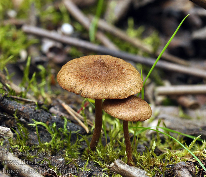 Inocybe lacera helobia bk2181