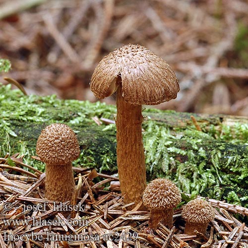 Inocybe lanuginosa Vláknice huňatá Woolly Fibrecap