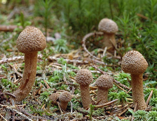 Inocybe lanuginosa ac2433