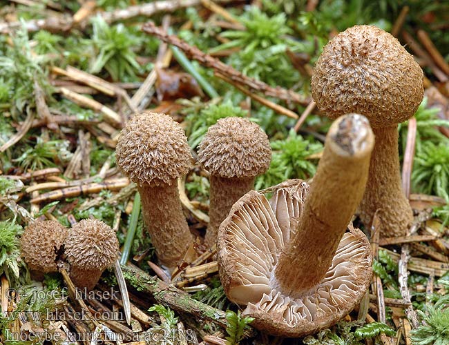 Inocybe lanuginosa ac2438