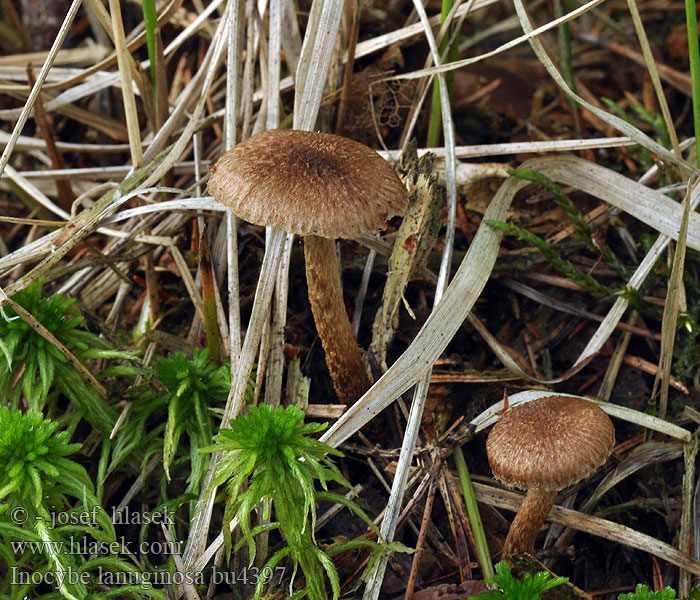 Inocybe lanuginosa Vláknice huňatá