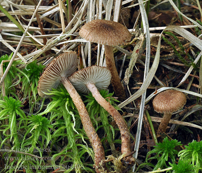 Inocybe lanuginosa Wolliger Risspilz