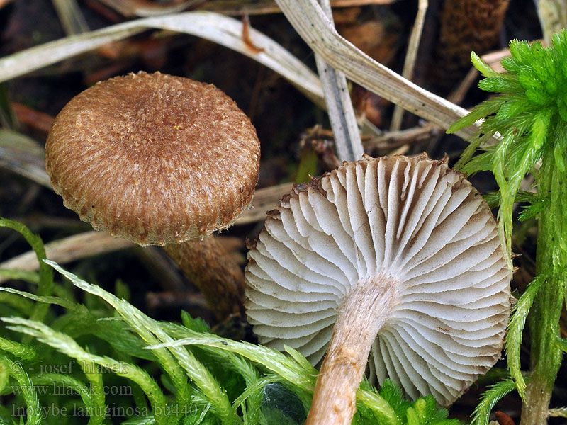 Inocybe lanuginosa Wolvezelkop