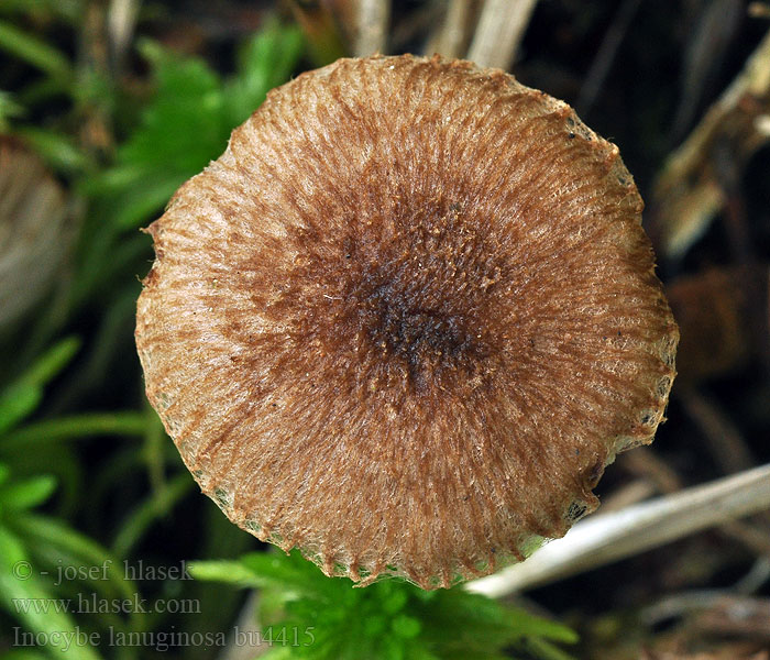 Inocybe lanuginosa Strzępiak wełnisty