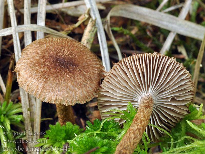 Inocybe lanuginosa Uldskællet trævlhat