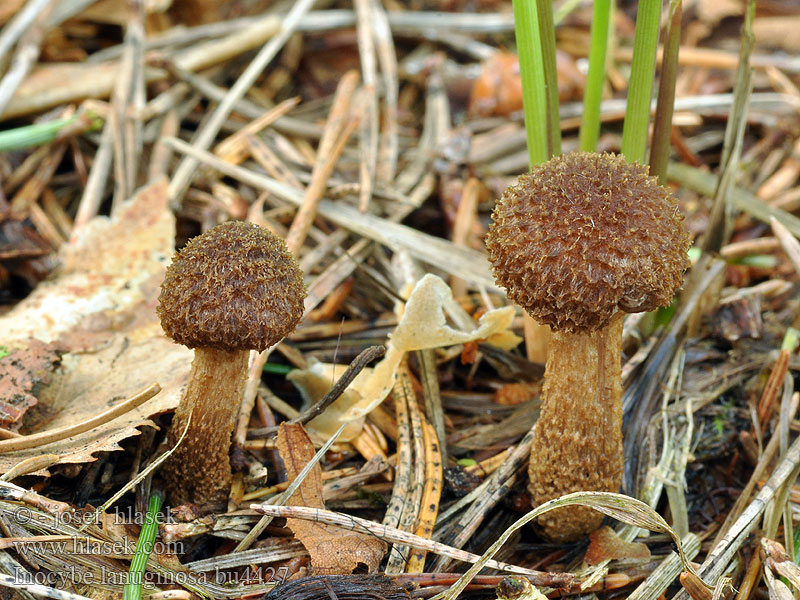 Inocybe lanuginosa Spärrfjällig tråding