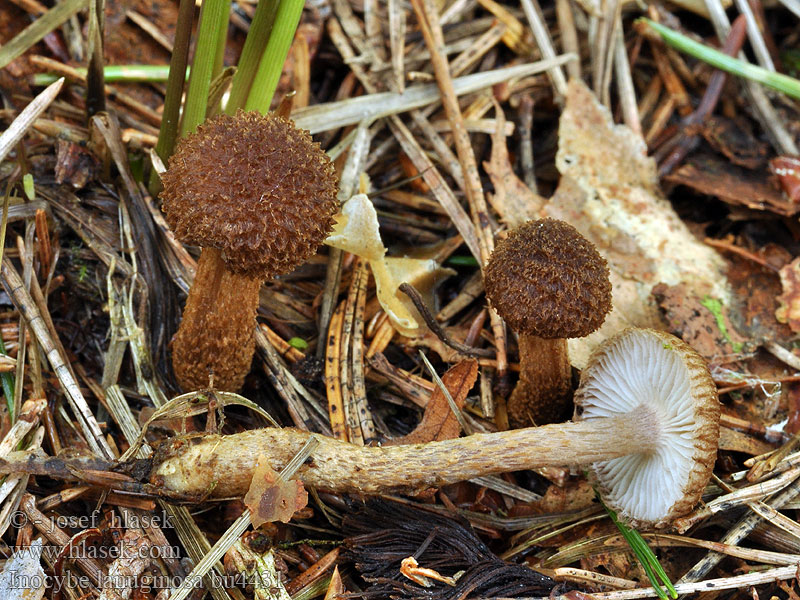 Inocybe lanuginosa Inocybe laineux