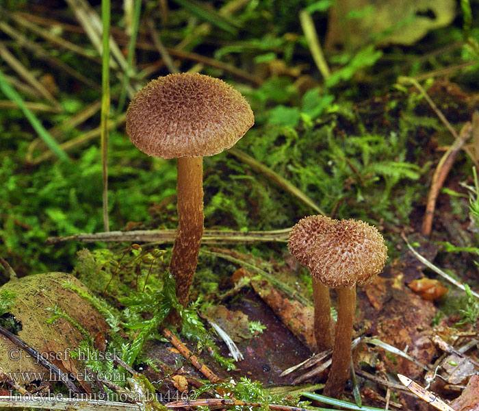 Inocybe lanuginosa Skjelltrevlesopp