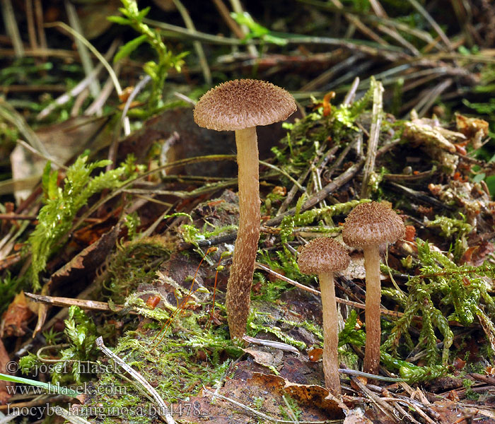 Inocybe lanuginosa Волоконница шерстистая