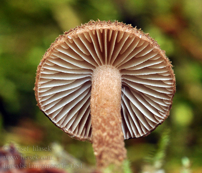 Inocybe lanuginosa Woolly Fibrecap