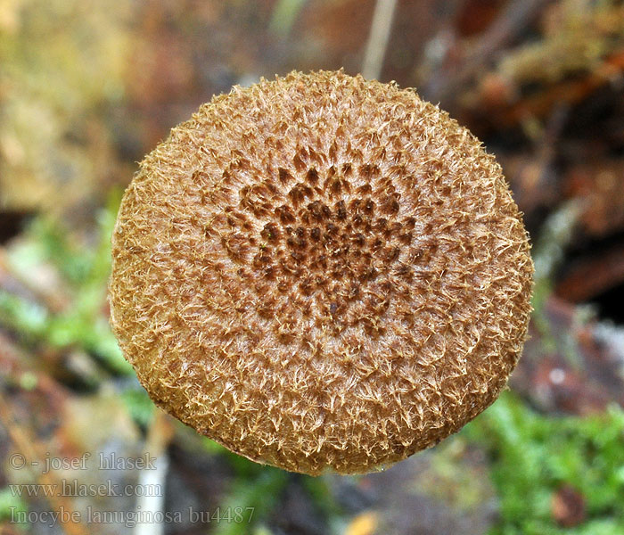 Vláknice huňatá Inocybe lanuginosa