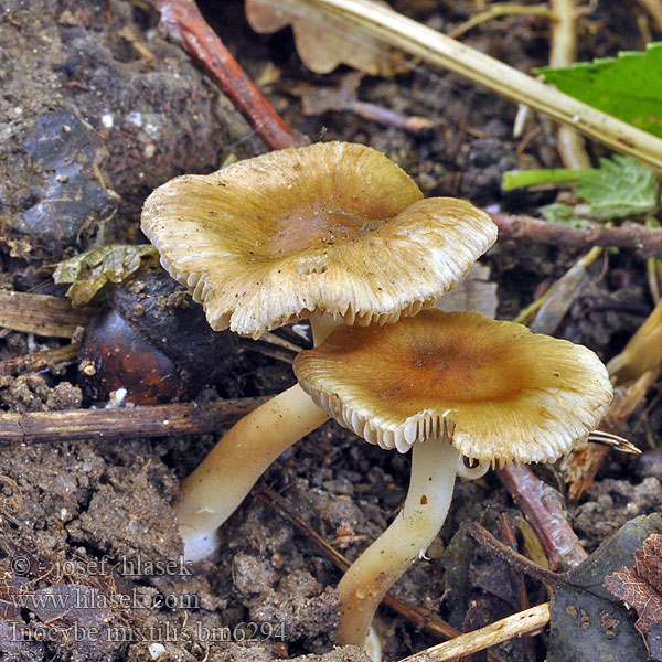 Inocybe mixtilis trechispora Vláknice pomíchaná Löktråding Vláknica obrúbená Волоконница смешанная Gerandetknolliger Risspilz Strzępiak jasnobrzegi mieszany Liten knolltrevlesopp Gele knolvezelkop Mukularisakas Randknoldet Trævlhat