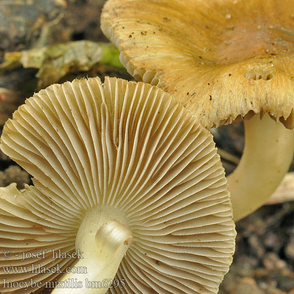 Inocybe mixtilis bm6295