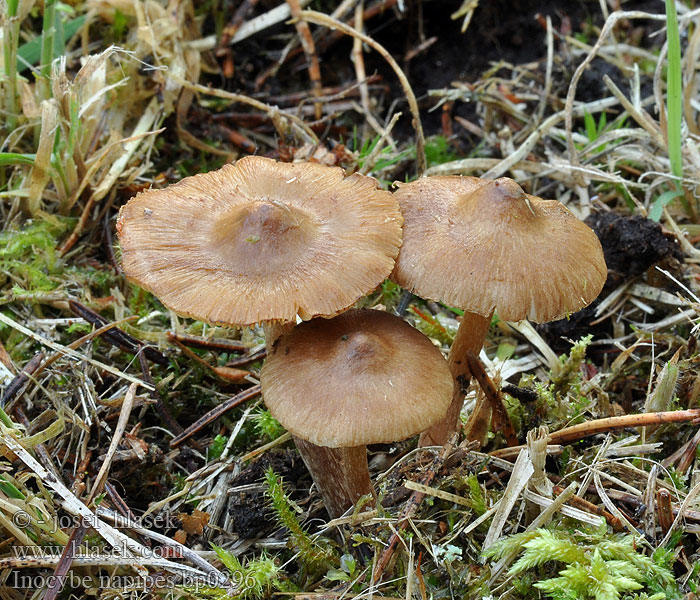 Inocybe napipes Vláknice tuřínonohá Rübenstieliger Risspilz