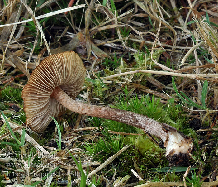 Inocybe napipes bp0304