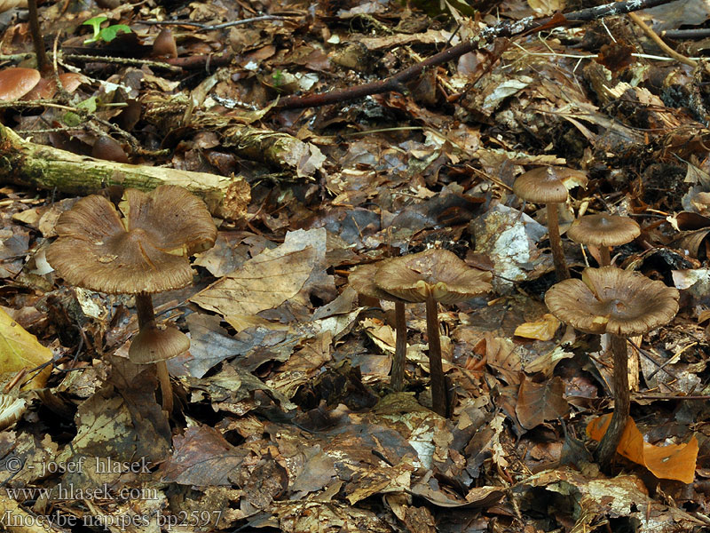 Inocybe à pied bulbeux Mørk trevlesopp Волоконница репчатая