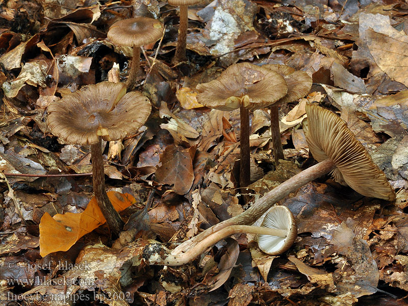 Inocybe napipes Bruine knolvezelkop Strzępiak rzepowaty