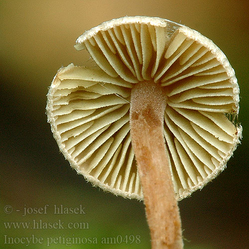 Inocybe petiginosa Vláknice pavučinatá Scurfy Fibrecap Vláknica páperistá Graugezonter Risspilz Zwerg-Risspilz Liden trævlhat Kääpiörisakas Inocybe chapeau Poedersteeltje Dvergtrevlesopp Strzępiak malutki Dvärgtråding
