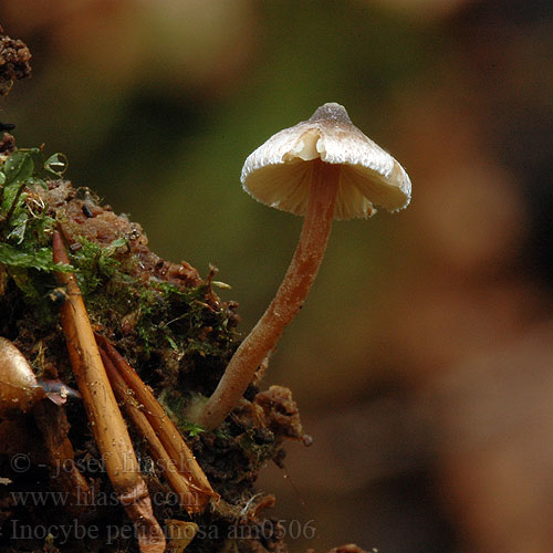 Inocybe petiginosa am0506