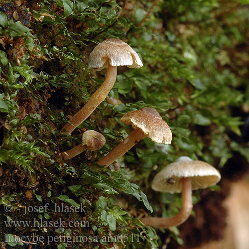 Inocybe chapeau Poedersteeltje Dvergtrevlesopp Strzępiak malutki Dvärgtråding Inocybe petiginosa Vláknice pavučinatá Scurfy Fibrecap Vláknica páperistá Graugezonter Risspilz Zwerg-Risspilz Liden trævlhat Kääpiörisakas