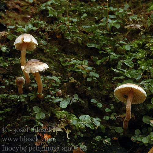 Strzępiak malutki Dvärgtråding Inocybe petiginosa Vláknice pavučinatá Scurfy Fibrecap Vláknica páperistá Graugezonter Risspilz Zwerg-Risspilz Liden trævlhat Kääpiörisakas Inocybe chapeau Poedersteeltje Dvergtrevlesopp